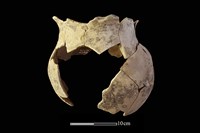 藏品(陶罐)的圖片